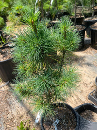 Thumbnail for Pinus strobus 'Diggy' - mapleridgenursery