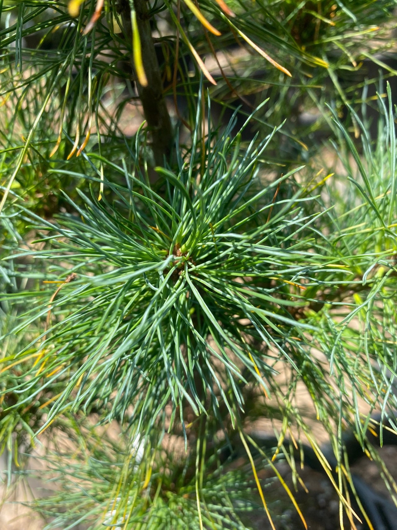 Pinus strobus 'Diggy' - mapleridgenursery