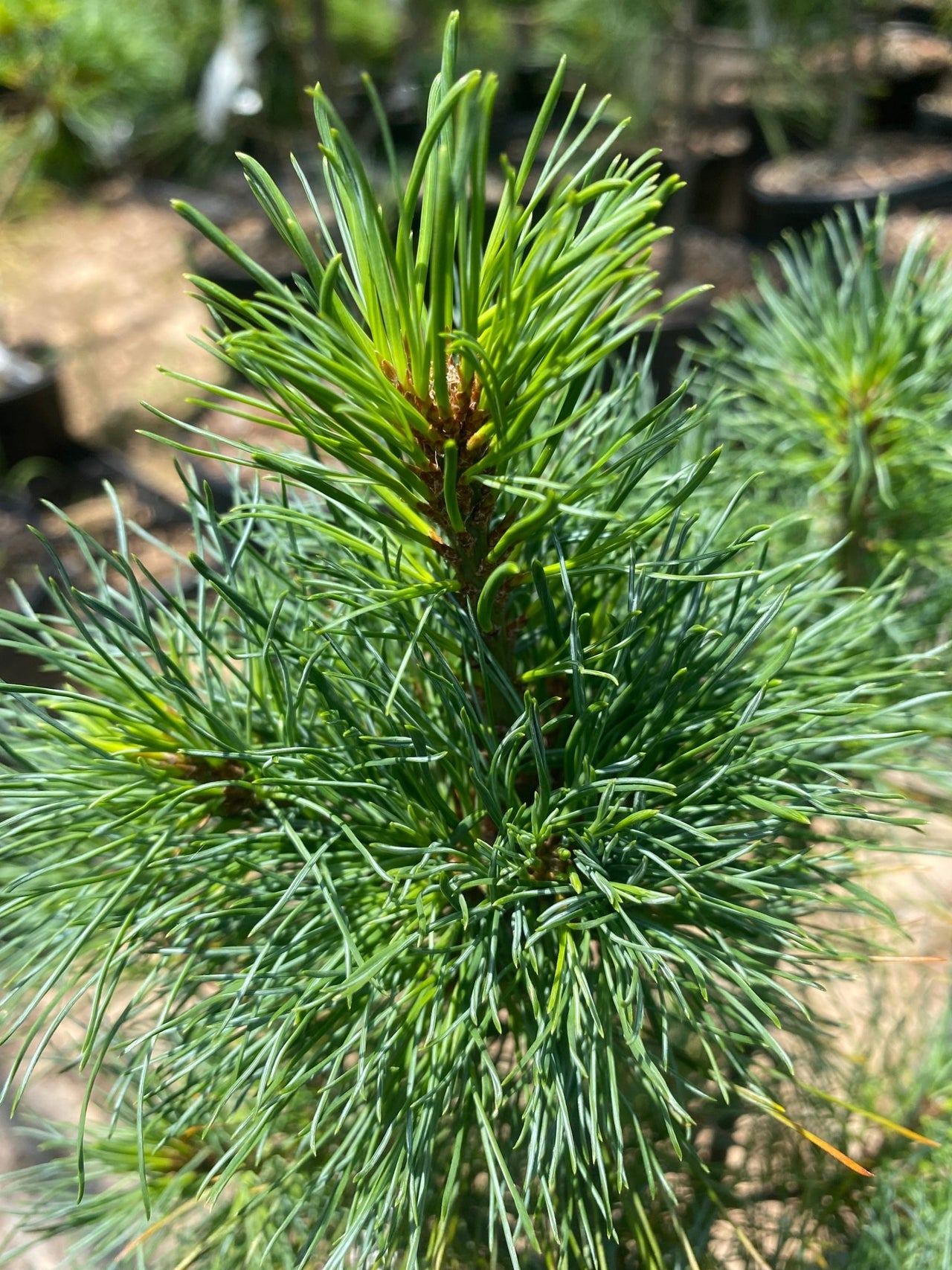 Pinus strobus 'Diggy' - mapleridgenursery