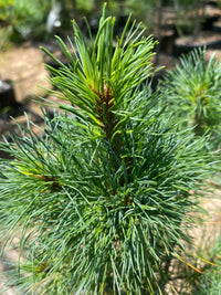 Thumbnail for Pinus strobus 'Diggy' - mapleridgenursery