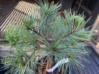 Thumbnail for Pinus strobus 'Elkin's Dwarf' - Maple Ridge Nursery