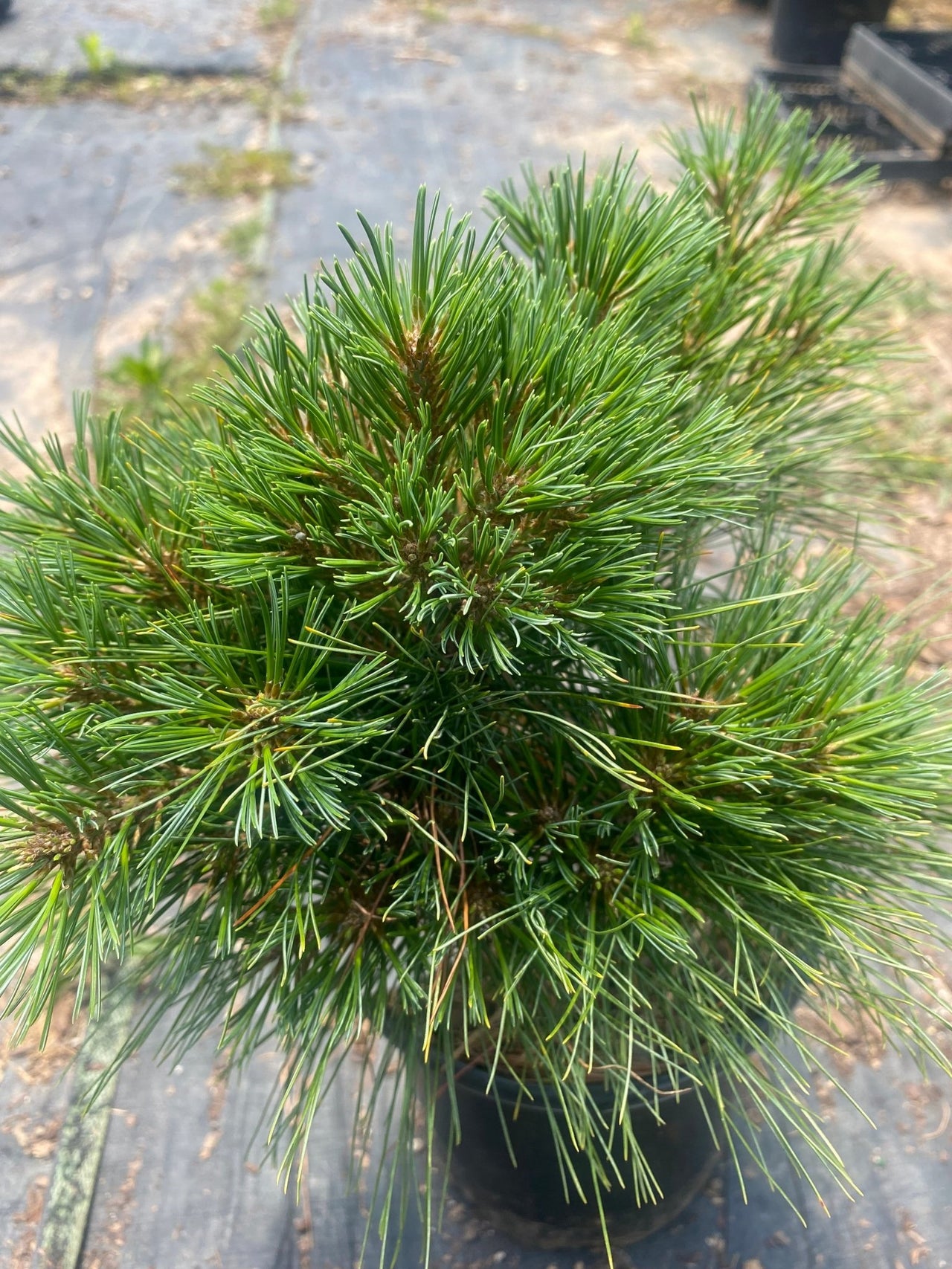 Pinus strobus 'Explosion' - mapleridgenursery