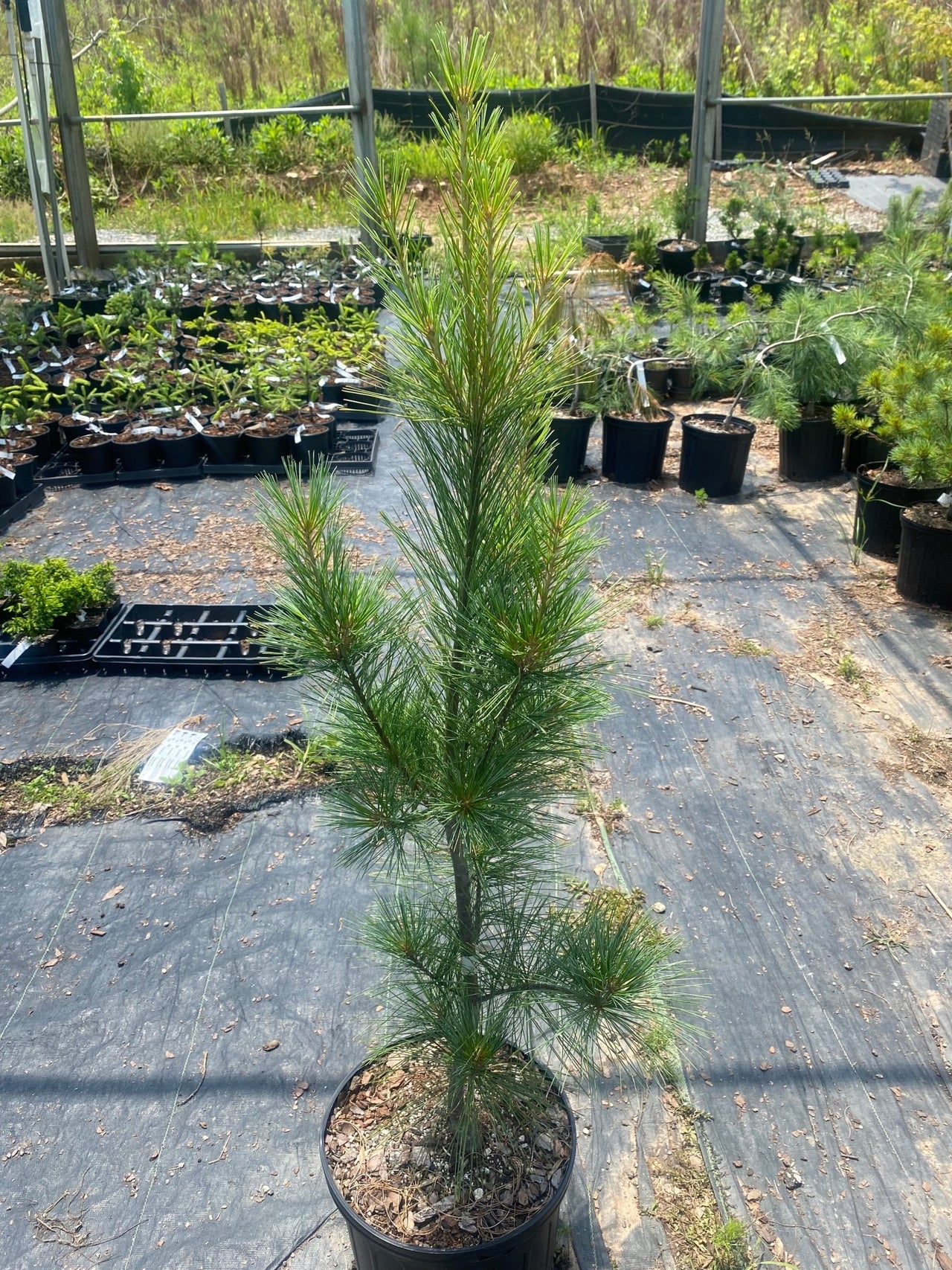 Pinus strobus 'Fastiagata' - mapleridgenursery