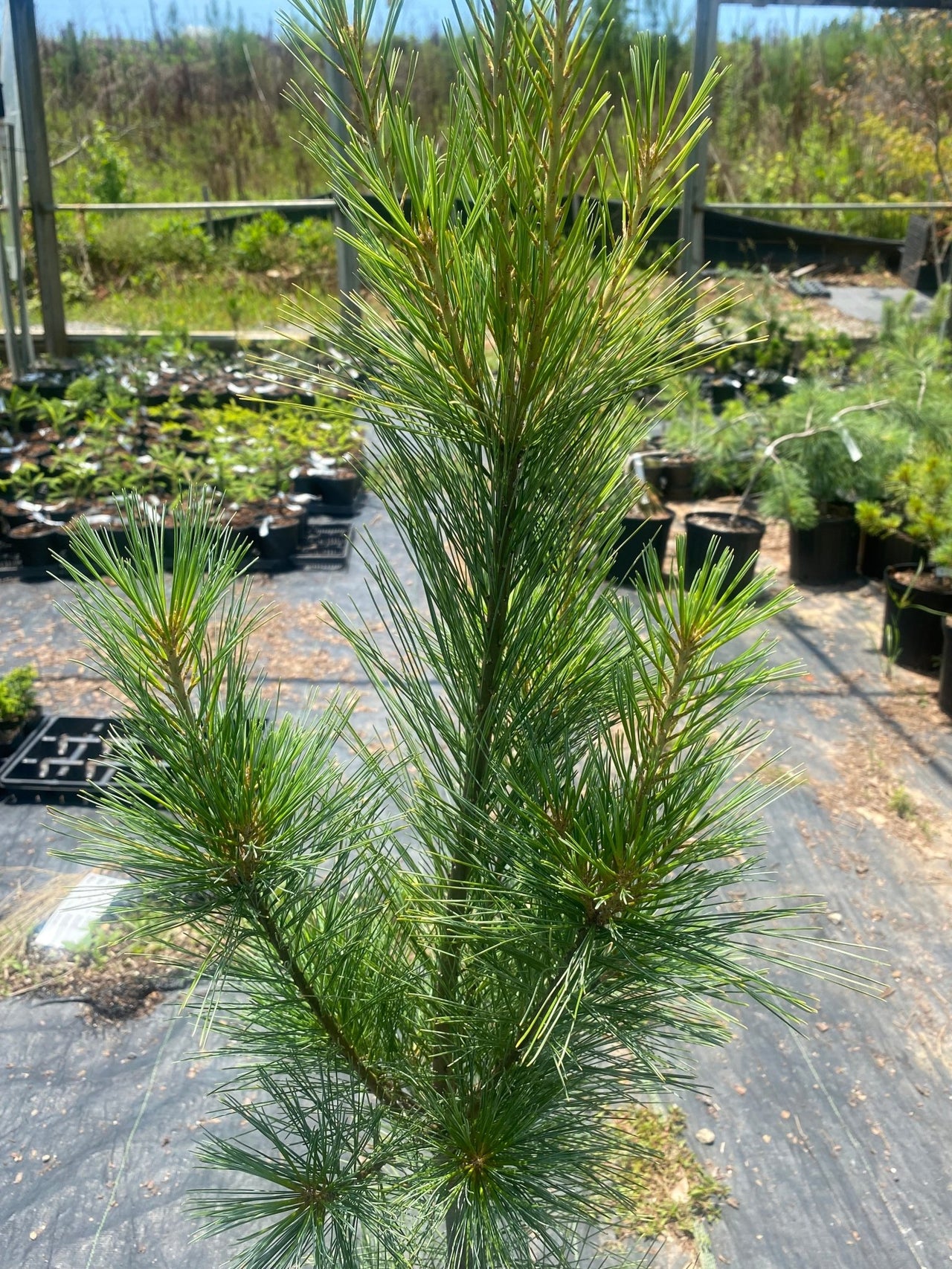 Pinus strobus 'Fastiagata' - mapleridgenursery