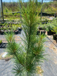 Thumbnail for Pinus strobus 'Fastiagata' - mapleridgenursery