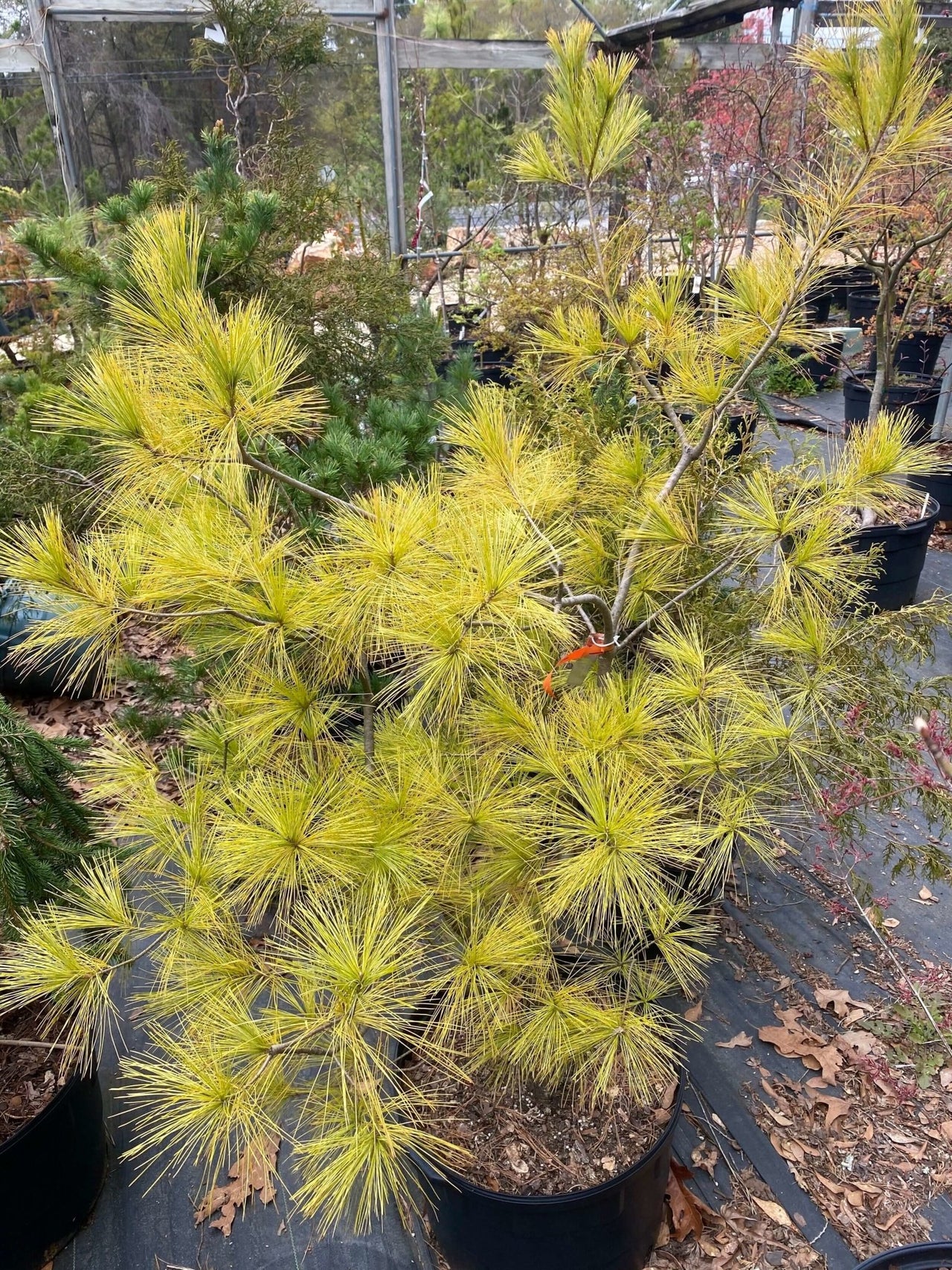 Pinus strobus 'Hillside Winter Gold' - mapleridgenursery