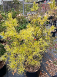 Thumbnail for Pinus strobus 'Hillside Winter Gold' - mapleridgenursery