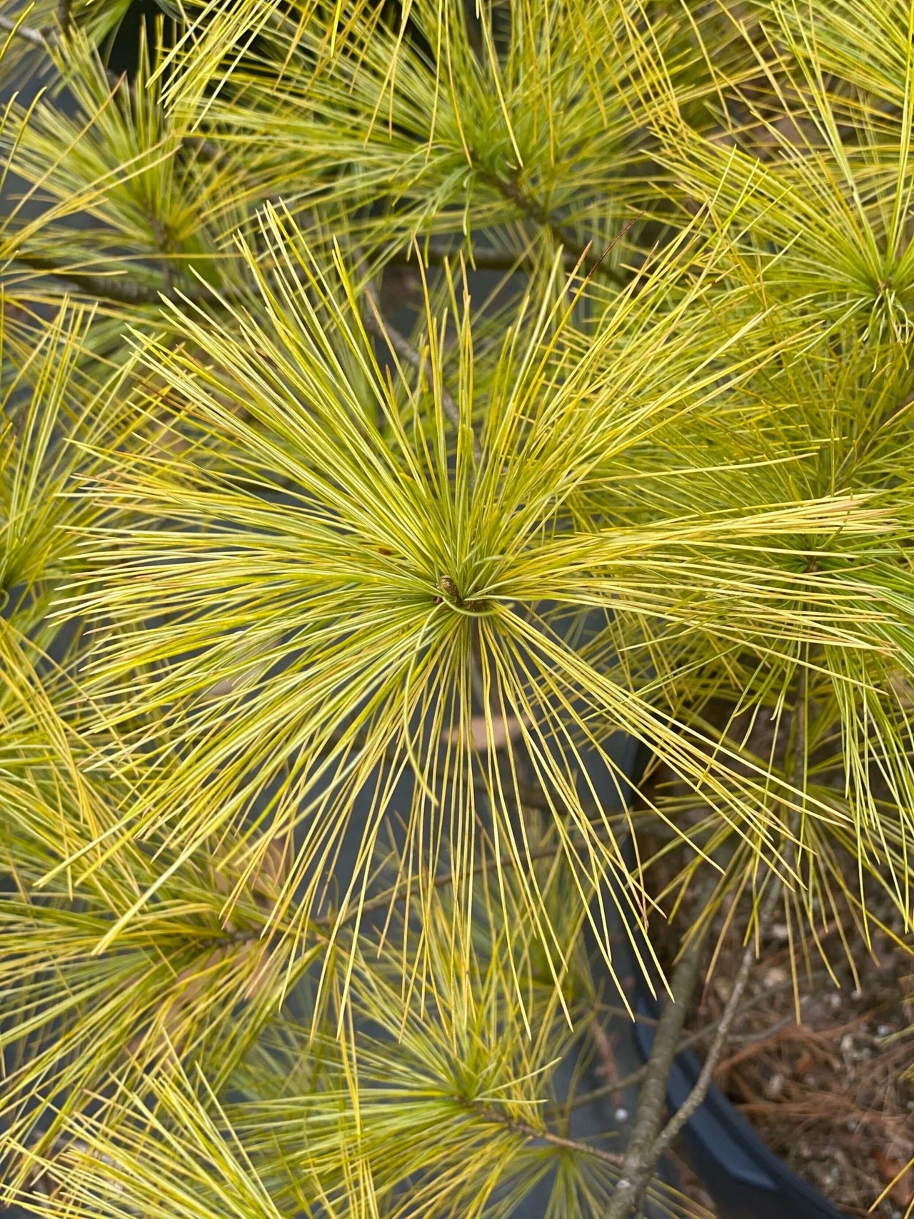Pinus strobus 'Hillside Winter Gold' - mapleridgenursery