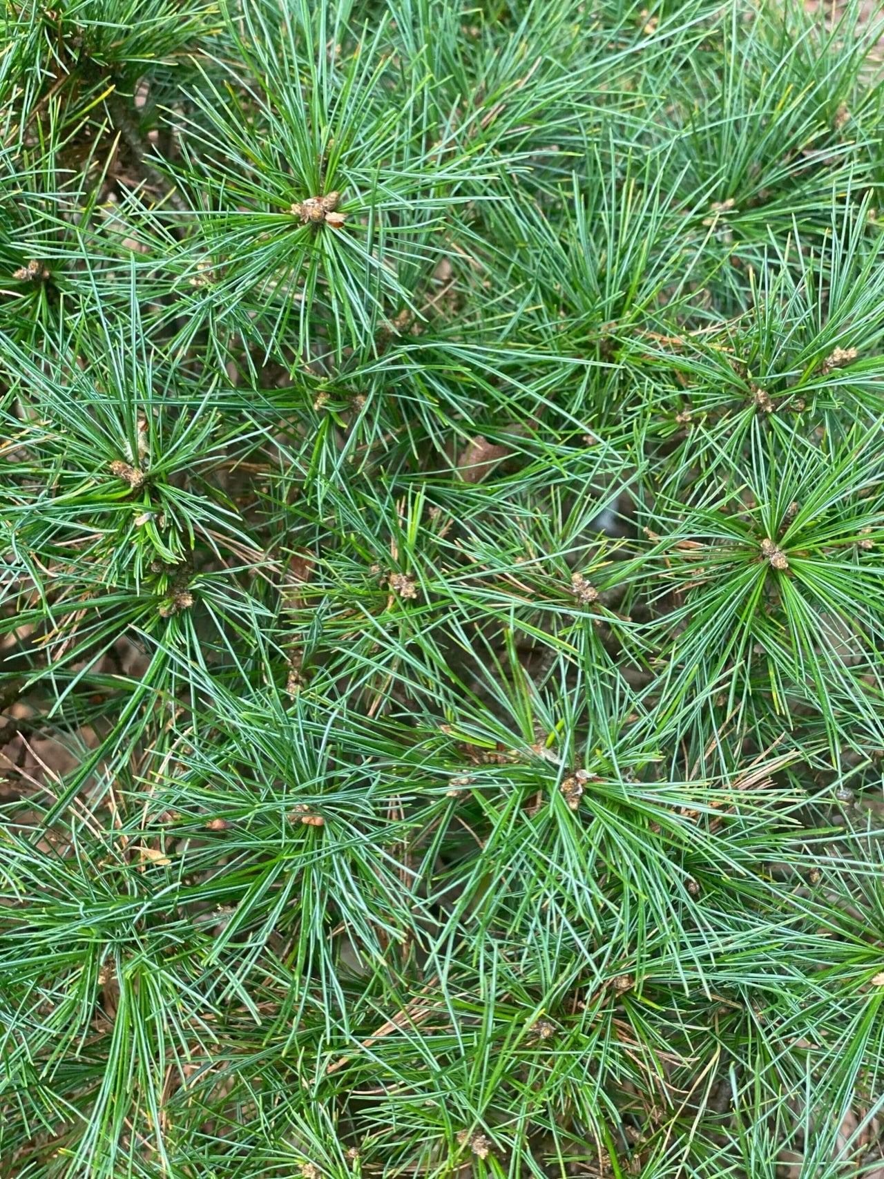 Pinus strobus 'Horsford' - mapleridgenursery