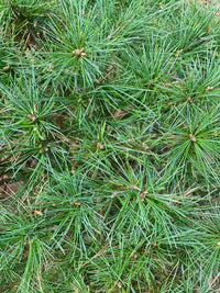 Thumbnail for Pinus strobus 'Horsford' - mapleridgenursery