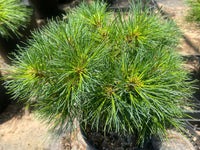 Thumbnail for Pinus strobus 'Horsford' - mapleridgenursery