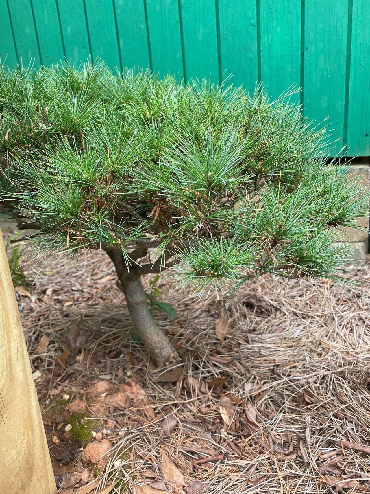 Pinus strobus 'Horsford' - mapleridgenursery