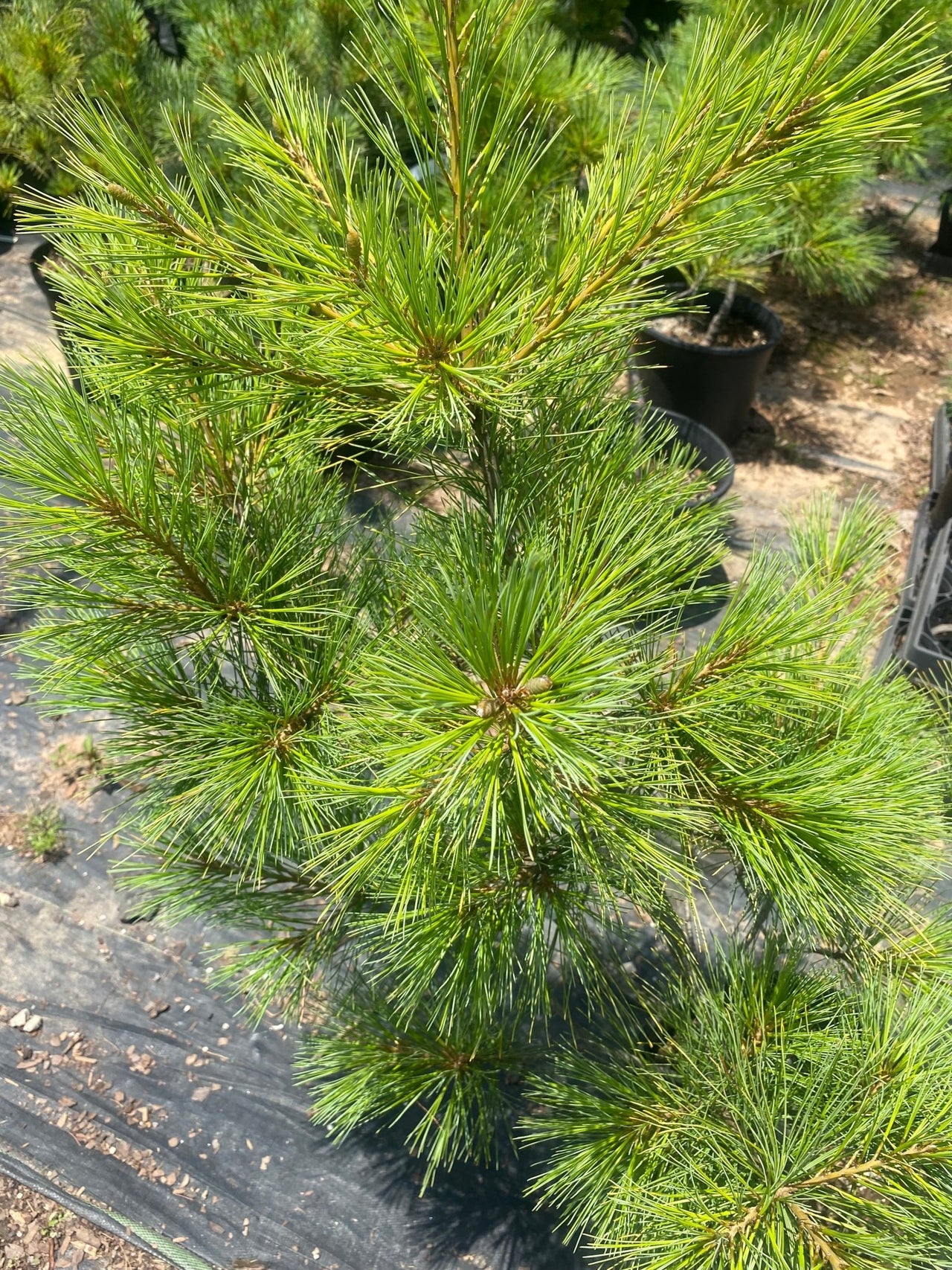 Pinus strobus 'Louie' - mapleridgenursery