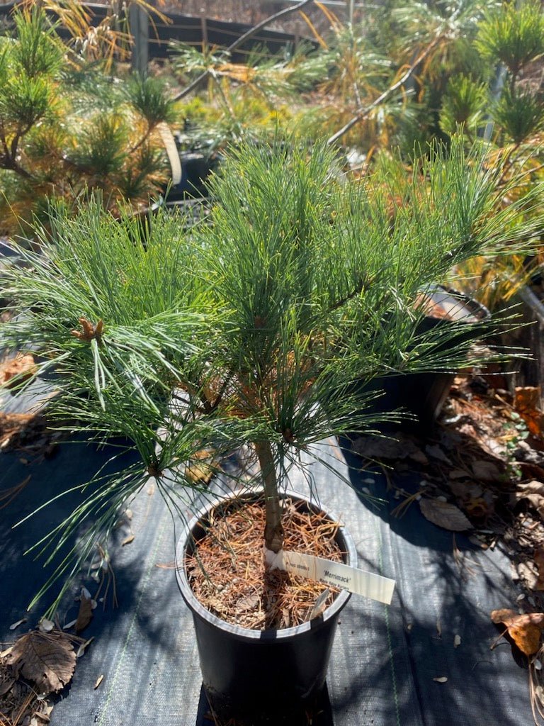 Pinus strobus 'Merrimack' - Maple Ridge Nursery