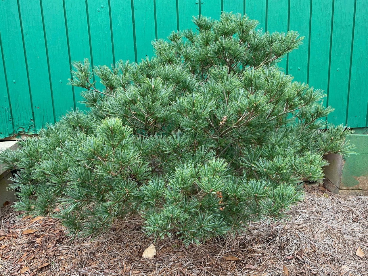 Pinus strobus 'Minuta' - mapleridgenursery