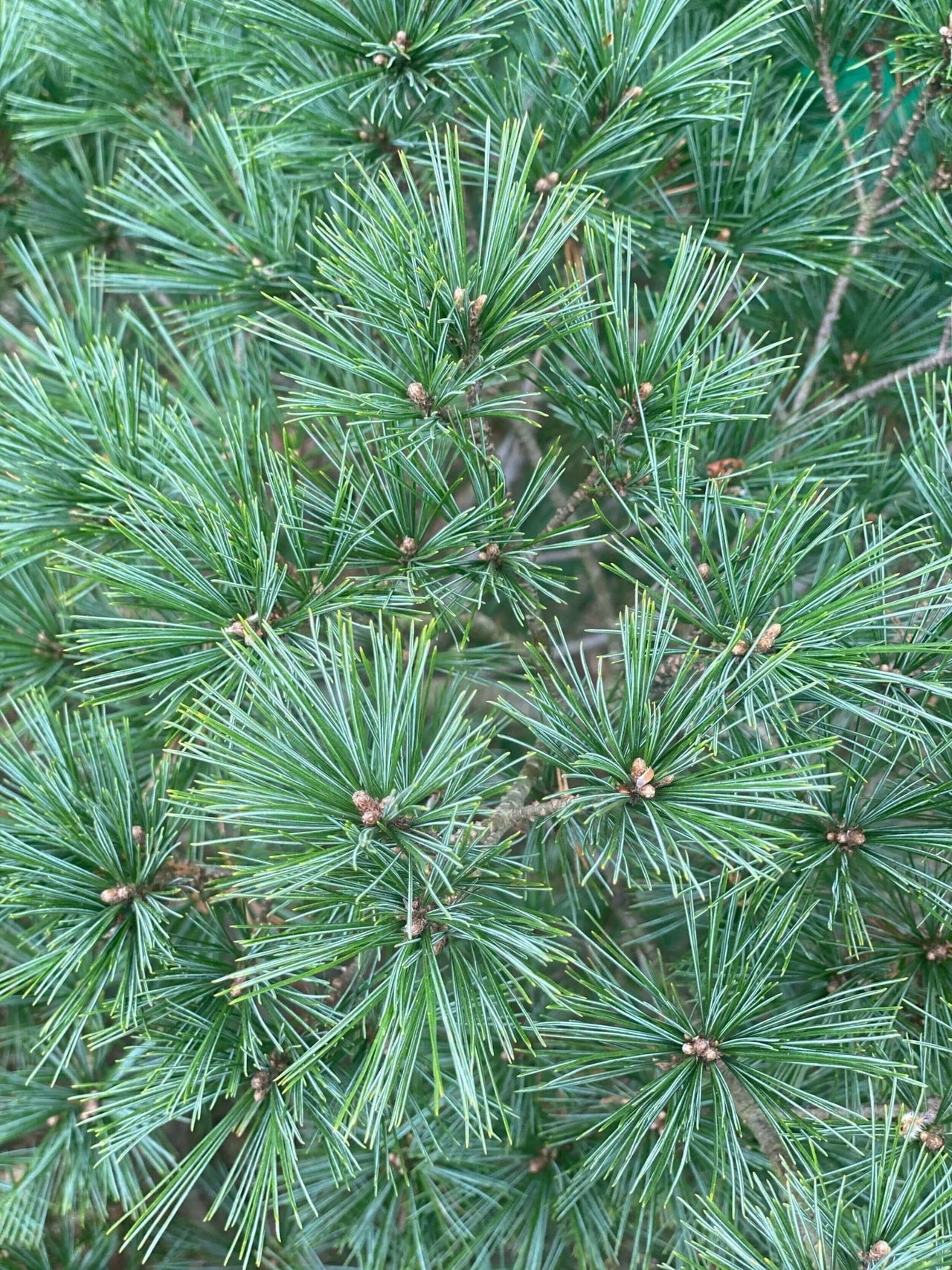 Pinus strobus 'Minuta' - mapleridgenursery