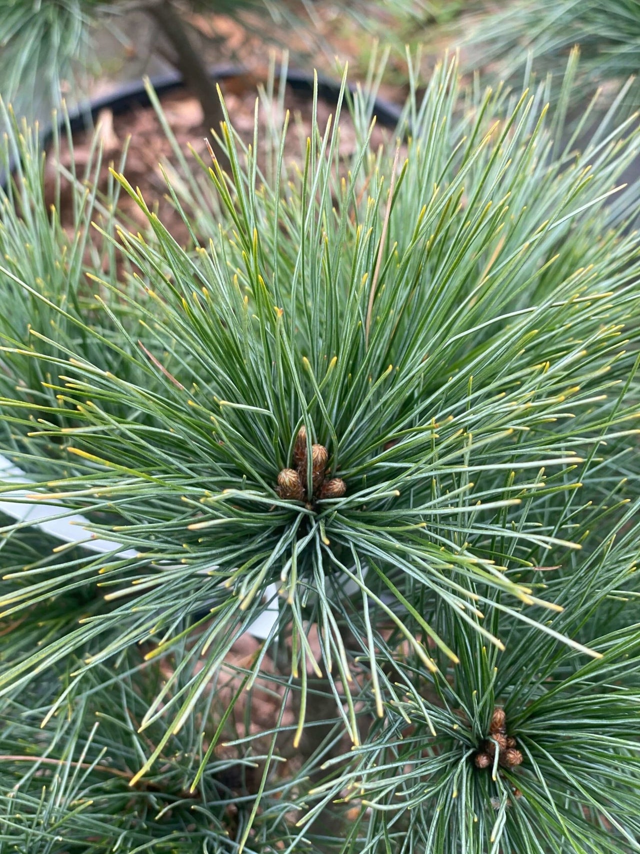 Pinus strobus 'Nana' - mapleridgenursery
