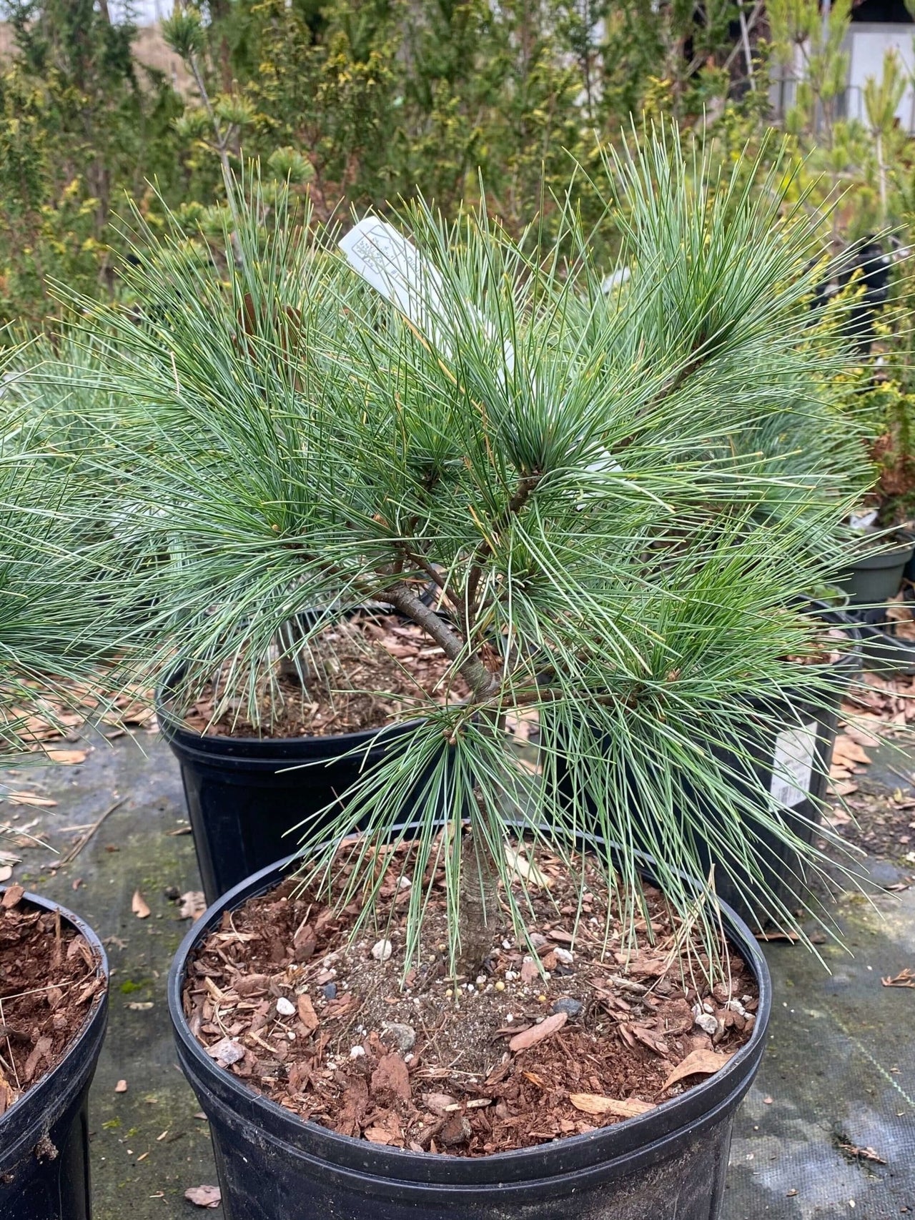 Pinus strobus 'Nana' - mapleridgenursery