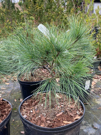 Thumbnail for Pinus strobus 'Nana' - mapleridgenursery