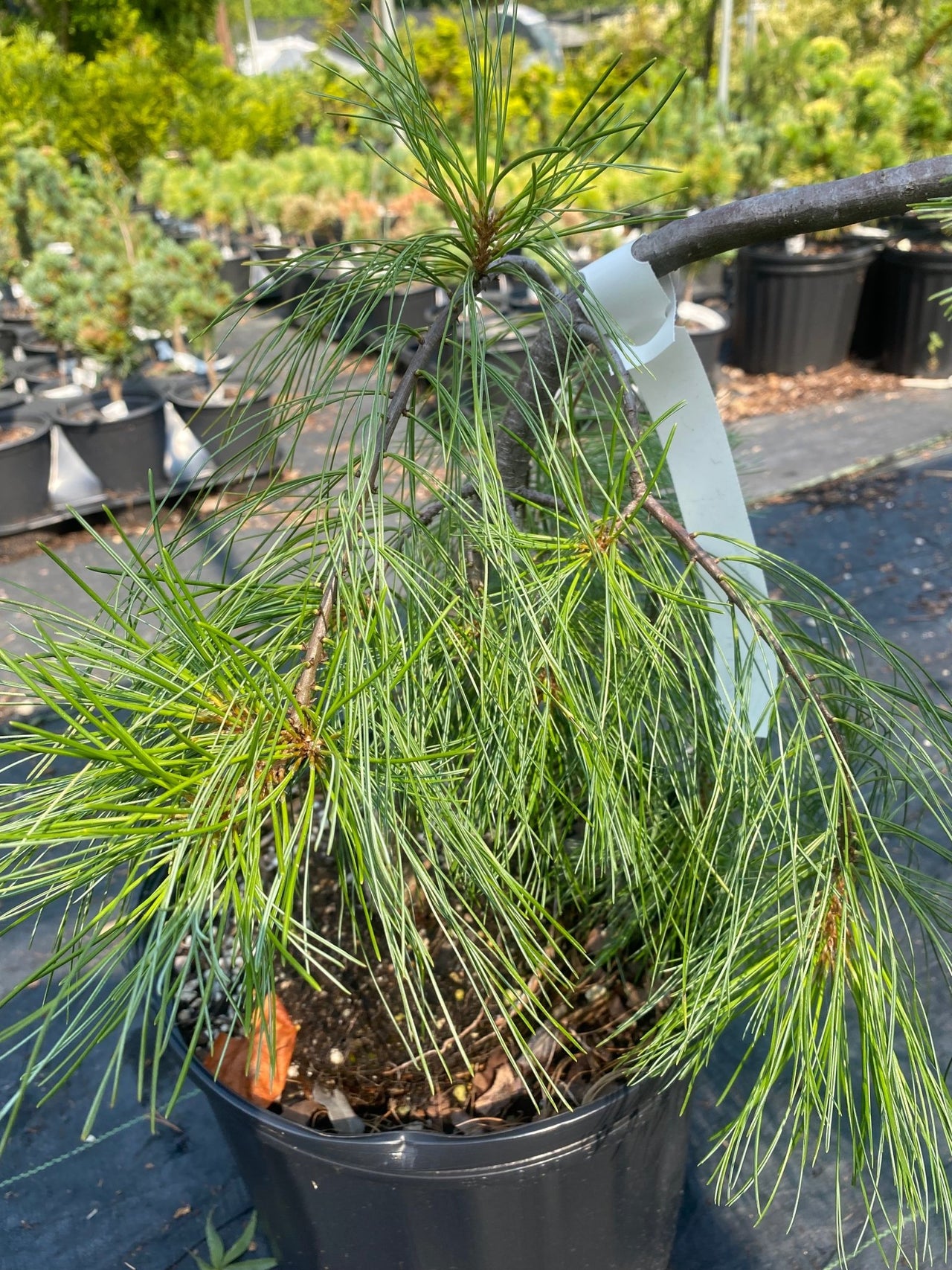 Pinus strobus 'Pendula' - mapleridgenursery