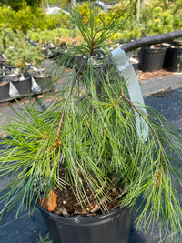 Thumbnail for Pinus strobus 'Pendula' - mapleridgenursery