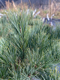 Thumbnail for Pinus strobus 'Sarah Rachel' Eastern White Pine - Maple Ridge Nursery