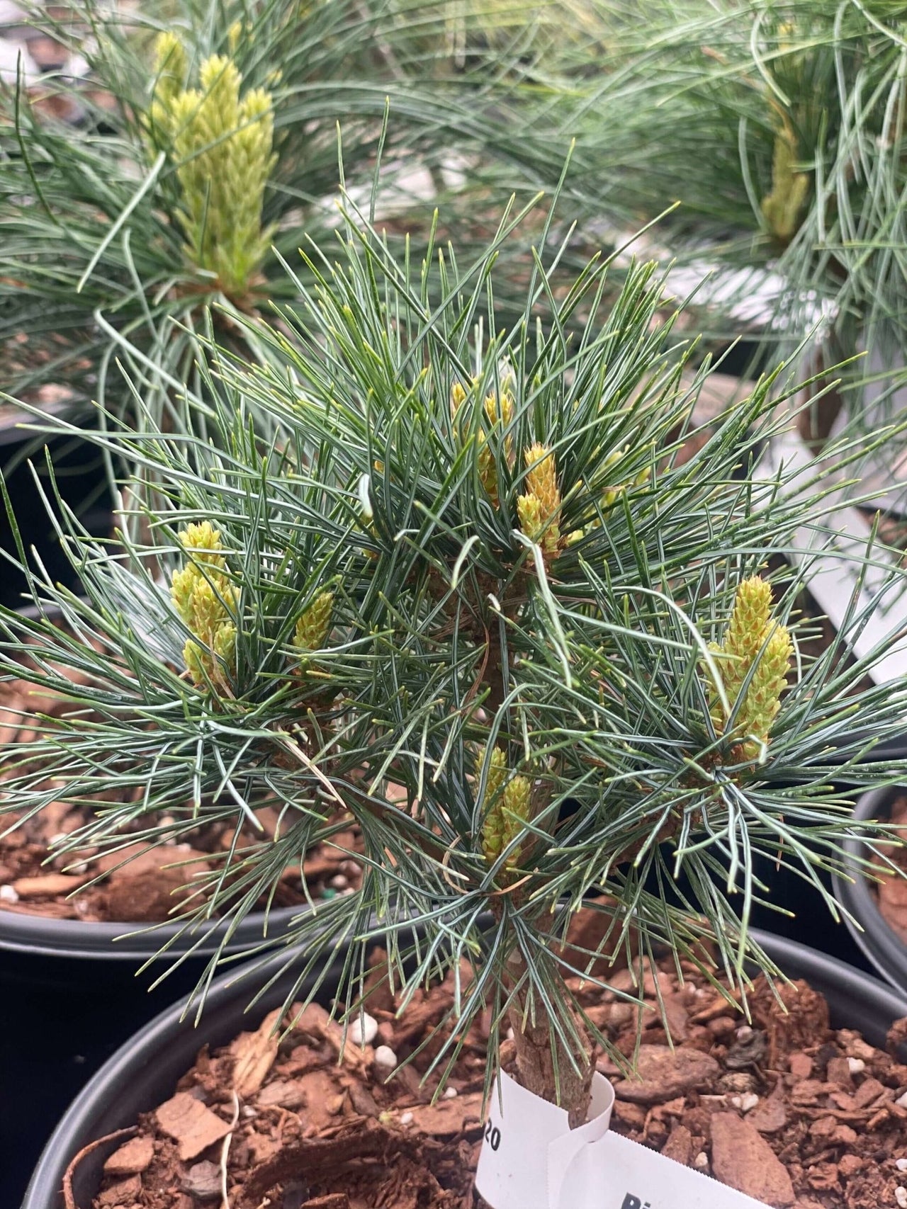 Pinus strobus 'Sea Urchin' - mapleridgenursery