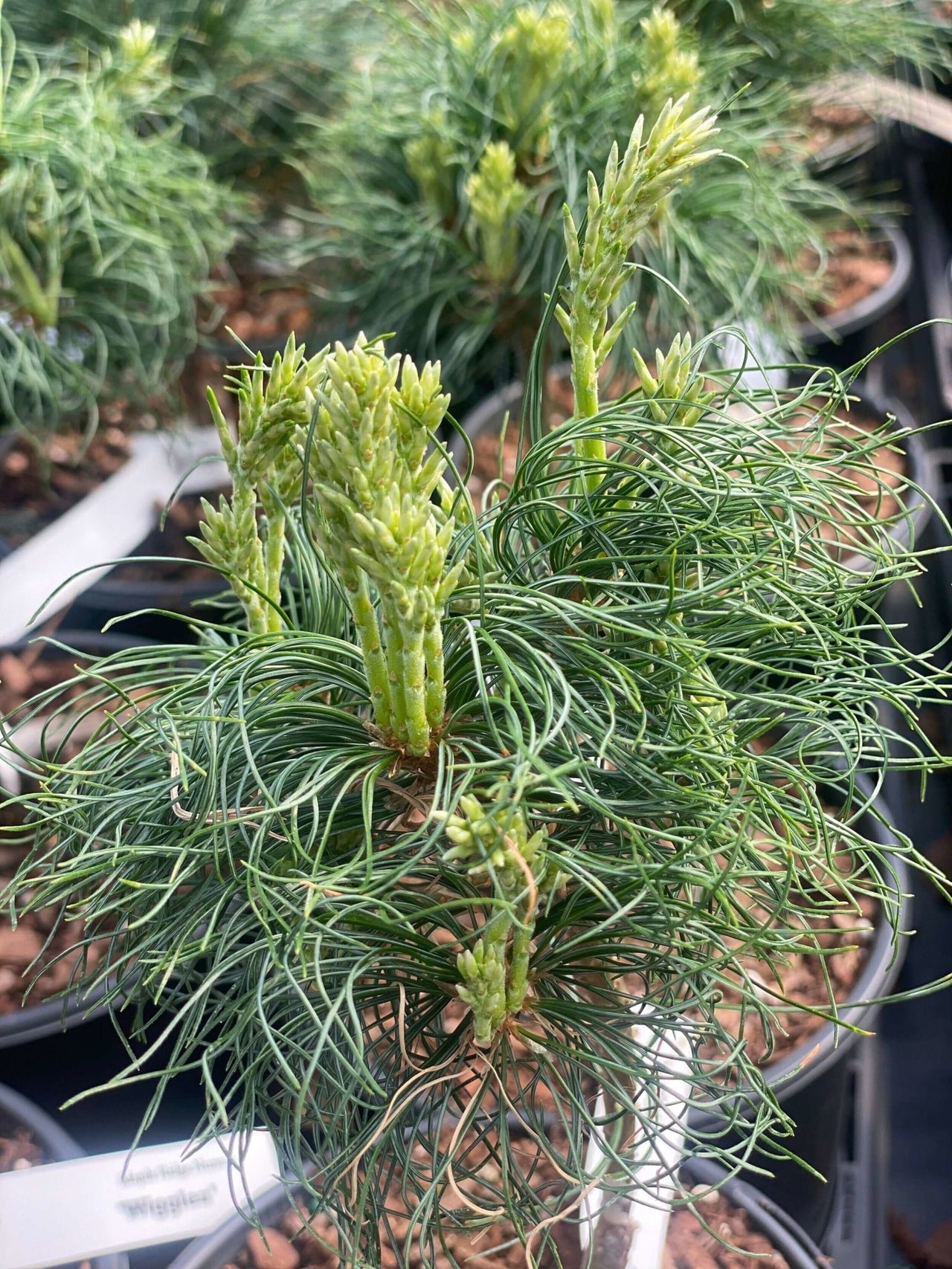 Pinus strobus 'Wiggles' - mapleridgenursery