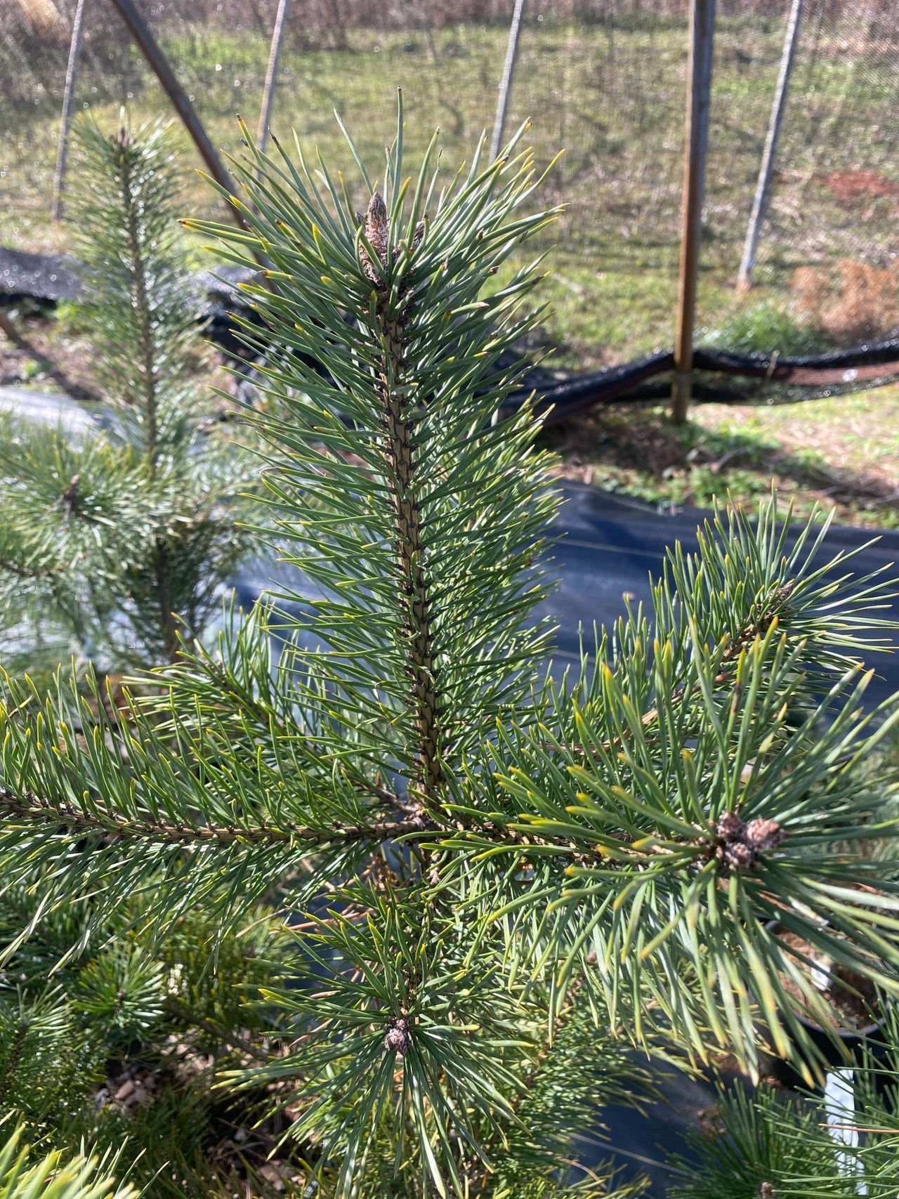 Pinus sylvestris 'Candlelight' Golden Scotch Pine - Maple Ridge Nursery