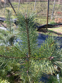 Thumbnail for Pinus sylvestris 'Candlelight' Golden Scotch Pine - Maple Ridge Nursery