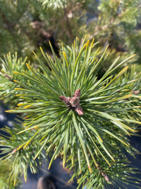 Thumbnail for Pinus sylvestris 'Candlelight' Golden Scotch Pine - Maple Ridge Nursery