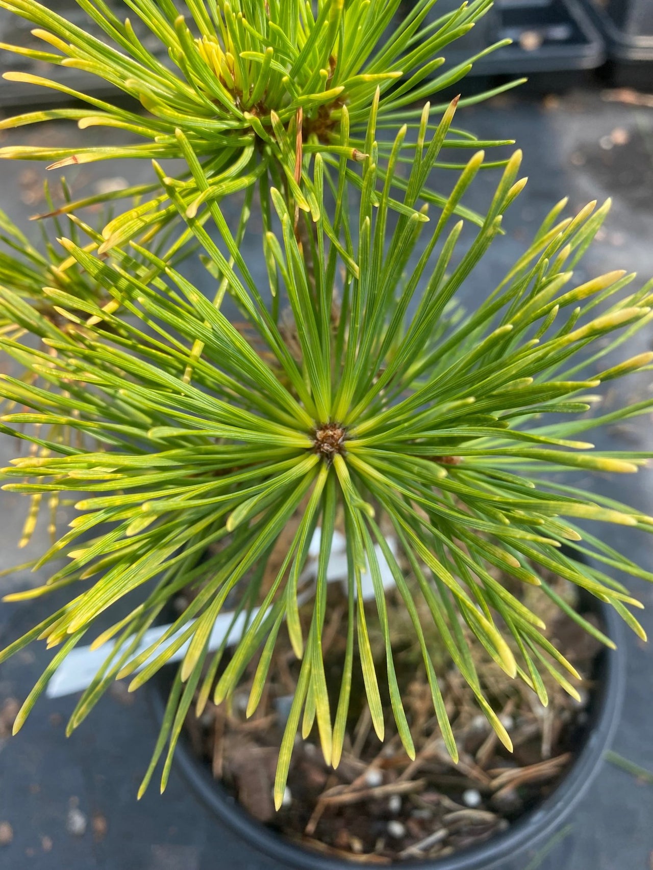 Pinus sylvestris 'Gold Coin' - mapleridgenursery