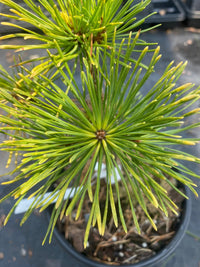 Thumbnail for Pinus sylvestris 'Gold Coin' - mapleridgenursery