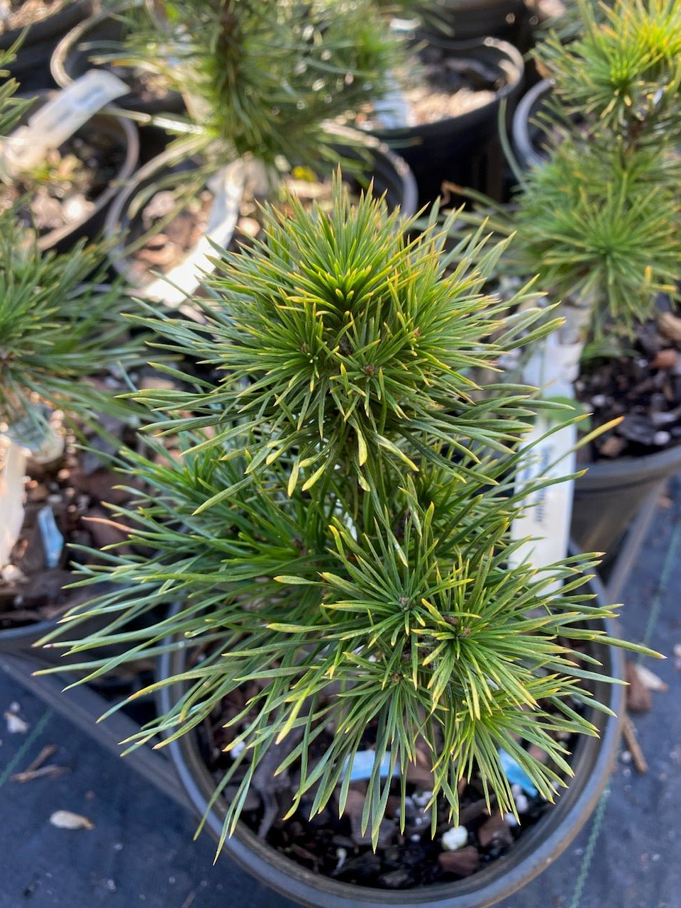 Pinus sylvestris 'Green Penguin' - Maple Ridge Nursery