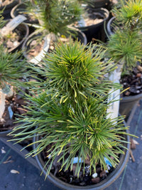 Thumbnail for Pinus sylvestris 'Green Penguin' - Maple Ridge Nursery