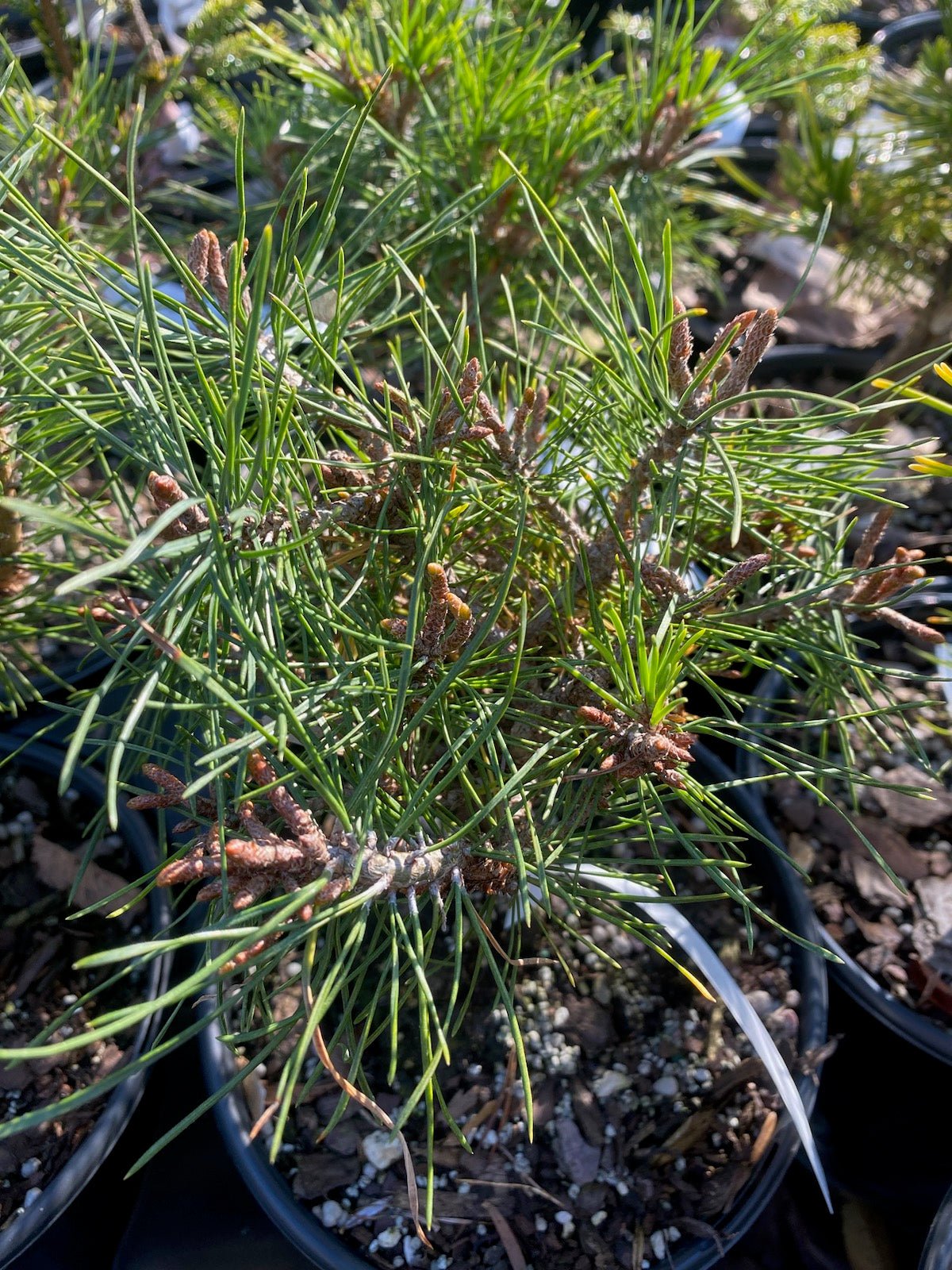 Pinus sylvestris 'Mecek' - Maple Ridge Nursery