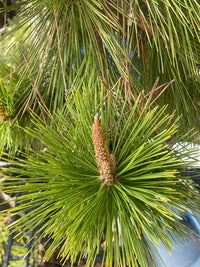 Thumbnail for Pinus thumbergii 'Kyokko yatsabusa' - mapleridgenursery