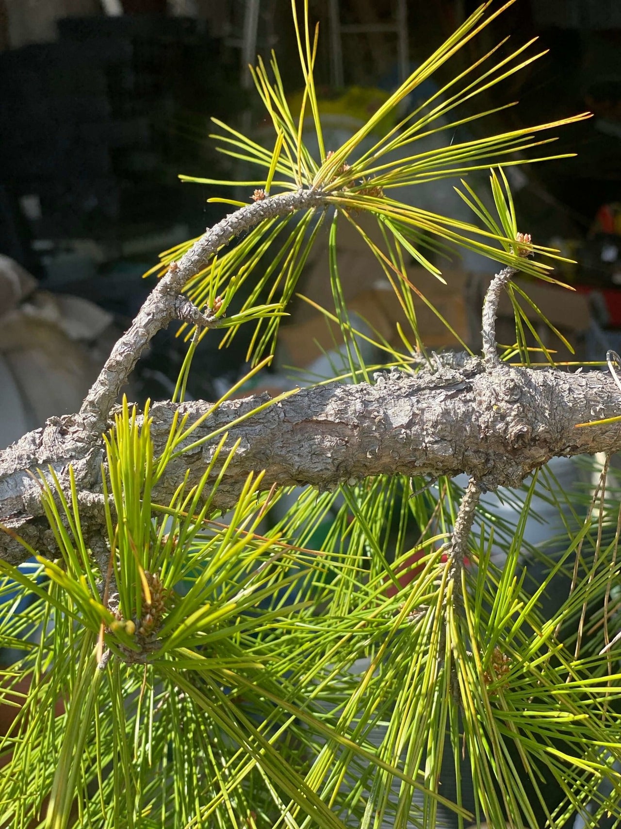 Pinus thumbergii 'Kyokko yatsabusa' - mapleridgenursery