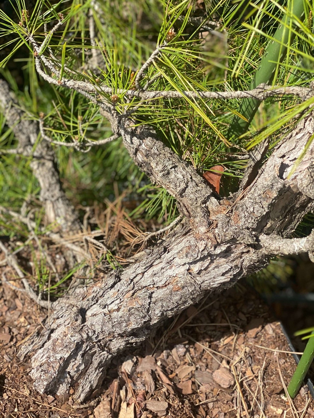 Pinus thumbergii 'Kyokko yatsabusa' - mapleridgenursery