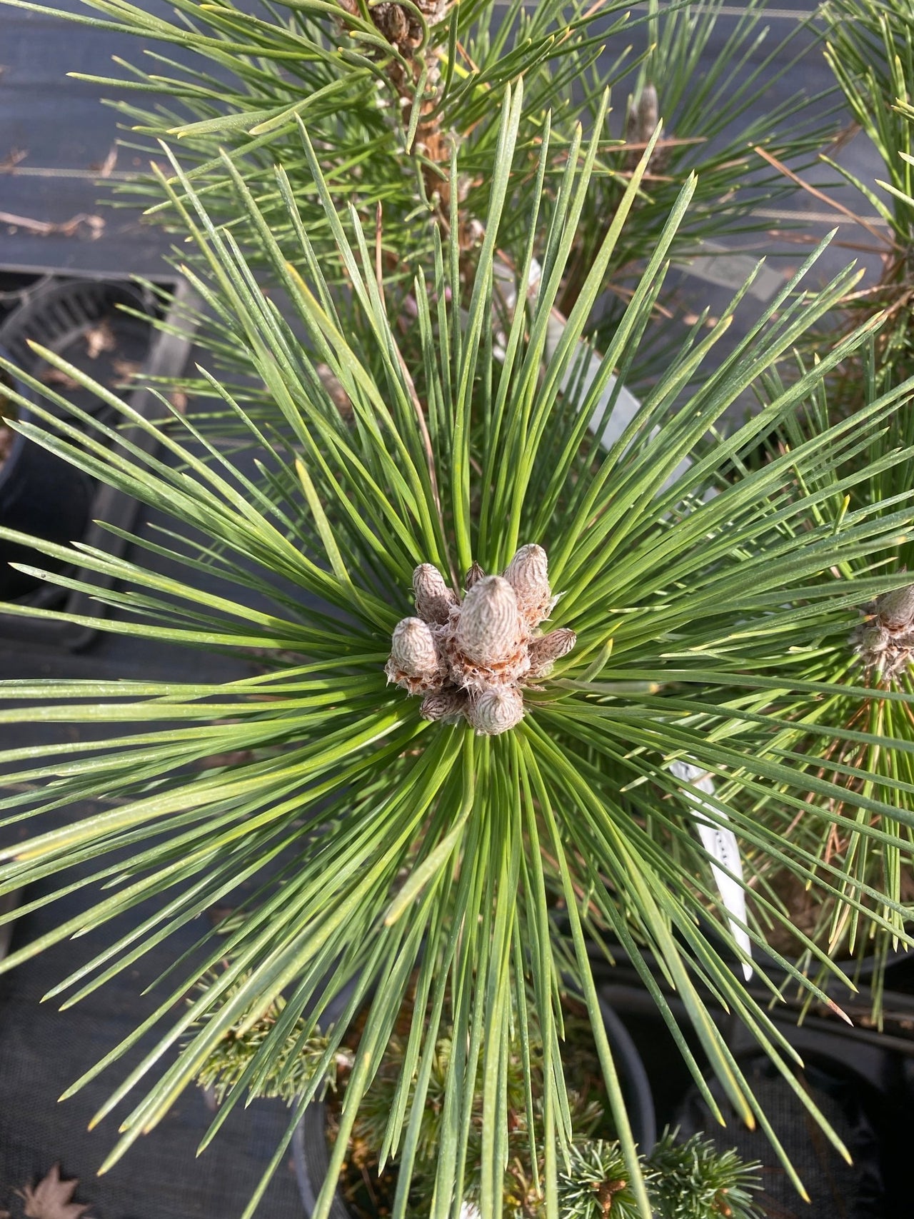 Pinus thunbergii 'Yatsubusa' Japanese Black Pine - Maple Ridge Nursery
