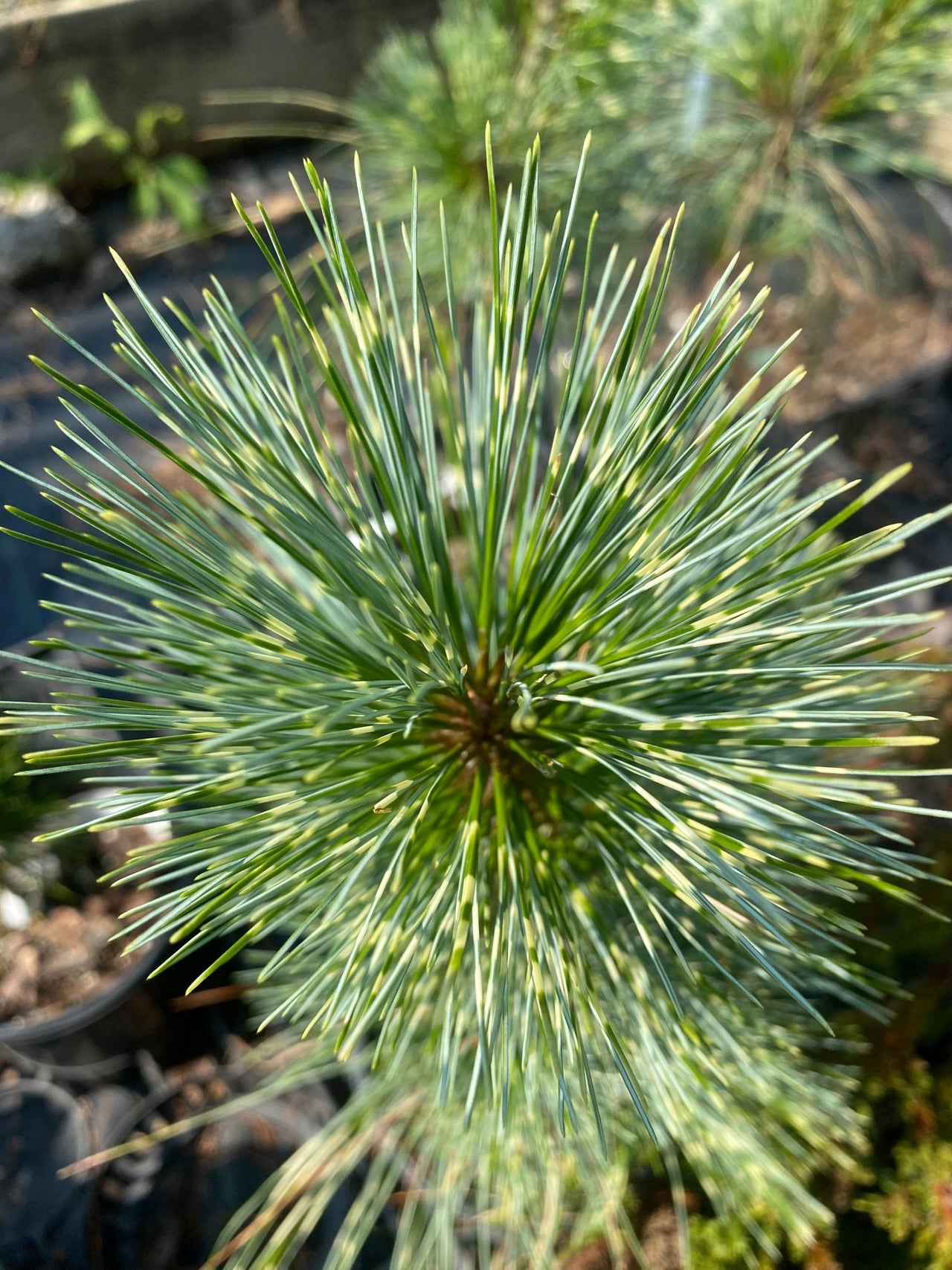 Pinus wallichiana 'Zebrina' - mapleridgenursery