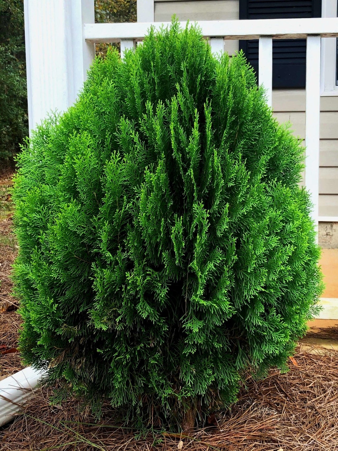 Platycladus orientalis 'Morgan' - mapleridgenursery