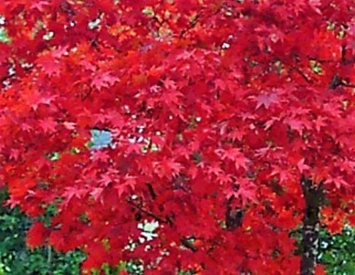 Red Japanese Maple Bundle - Maple Ridge Nursery