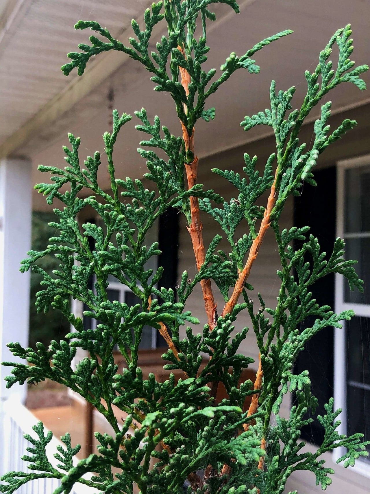 Thuja occidentalis 'Degroot Spire' - mapleridgenursery