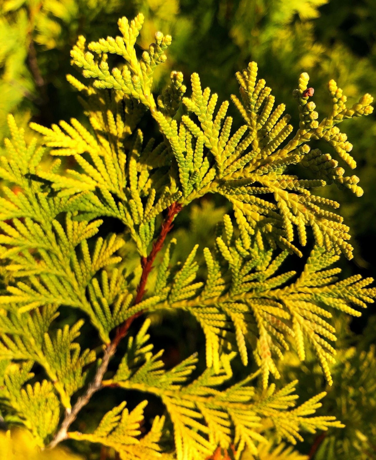 Thuja occidentalis 'George Peabody' - mapleridgenursery