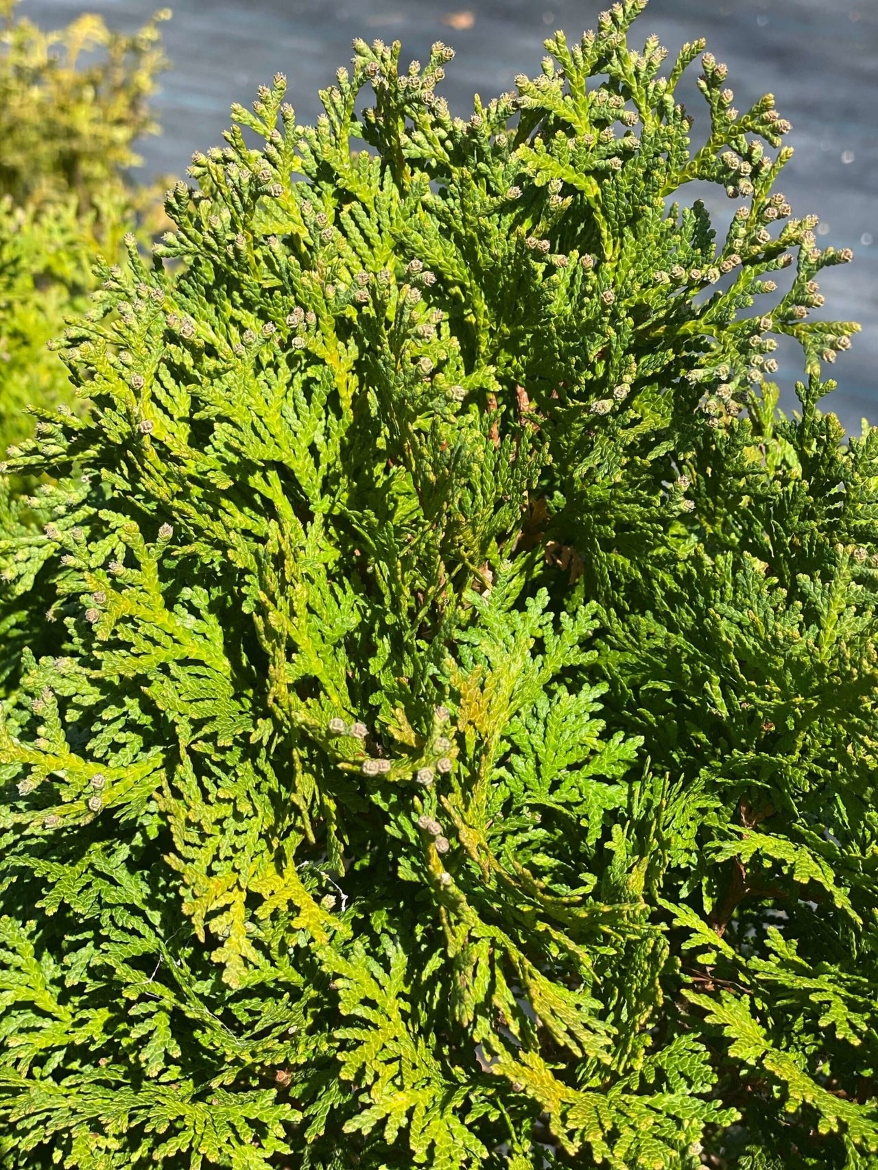 Thuja occidentalis 'Holmstrup' - mapleridgenursery