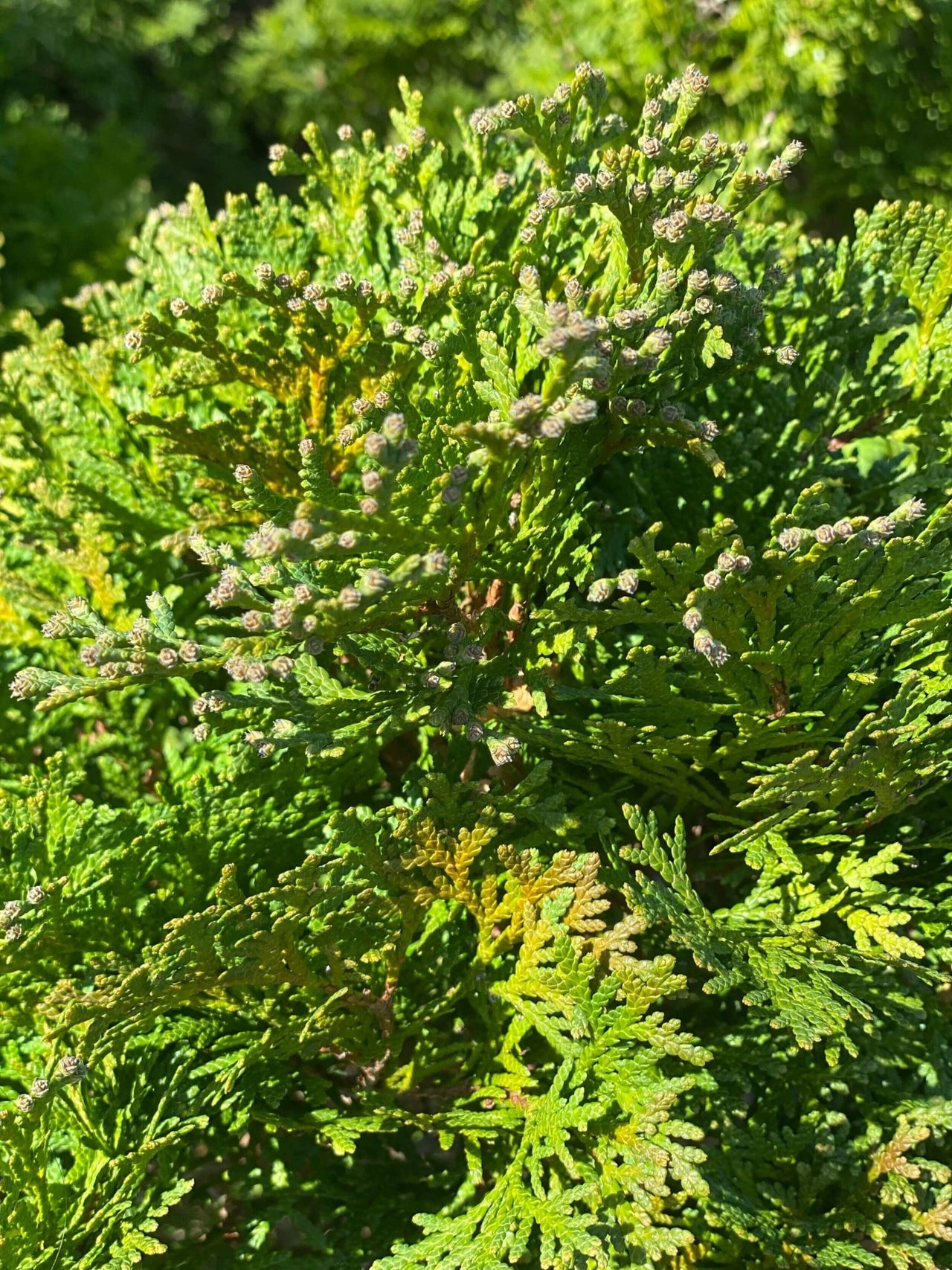 Thuja occidentalis 'Holmstrup' - mapleridgenursery