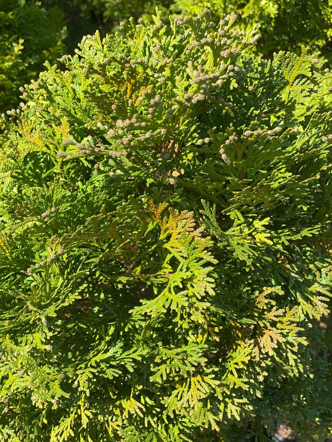 Thuja occidentalis 'Holmstrup' - mapleridgenursery