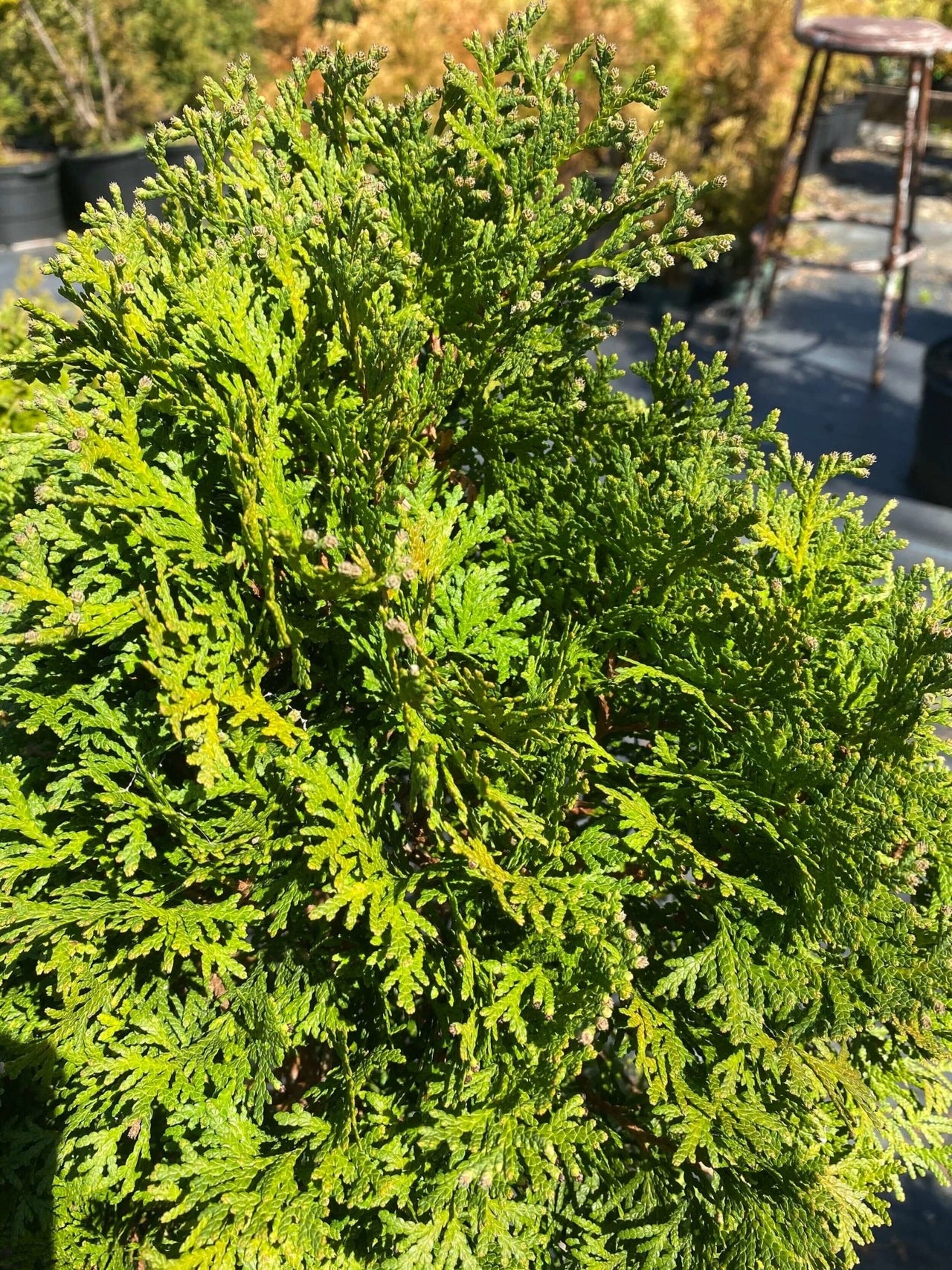 Thuja occidentalis 'Holmstrup' - mapleridgenursery