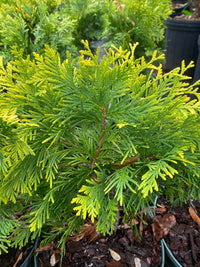Thumbnail for Thuja occidentalis 'Sudworth' - Maple Ridge Nursery